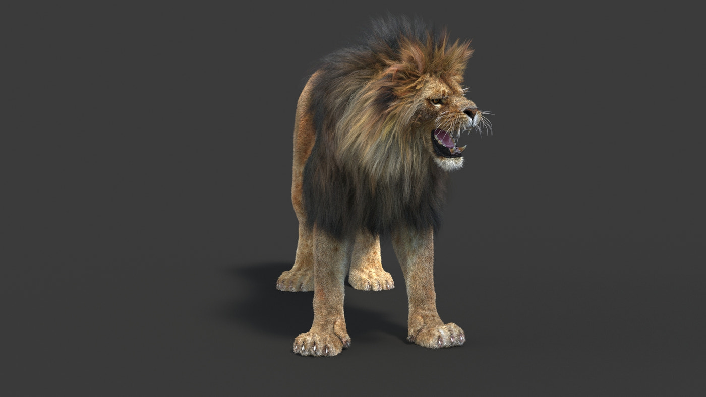 Rigged Lion 3D Model Fur - 360 Degree View