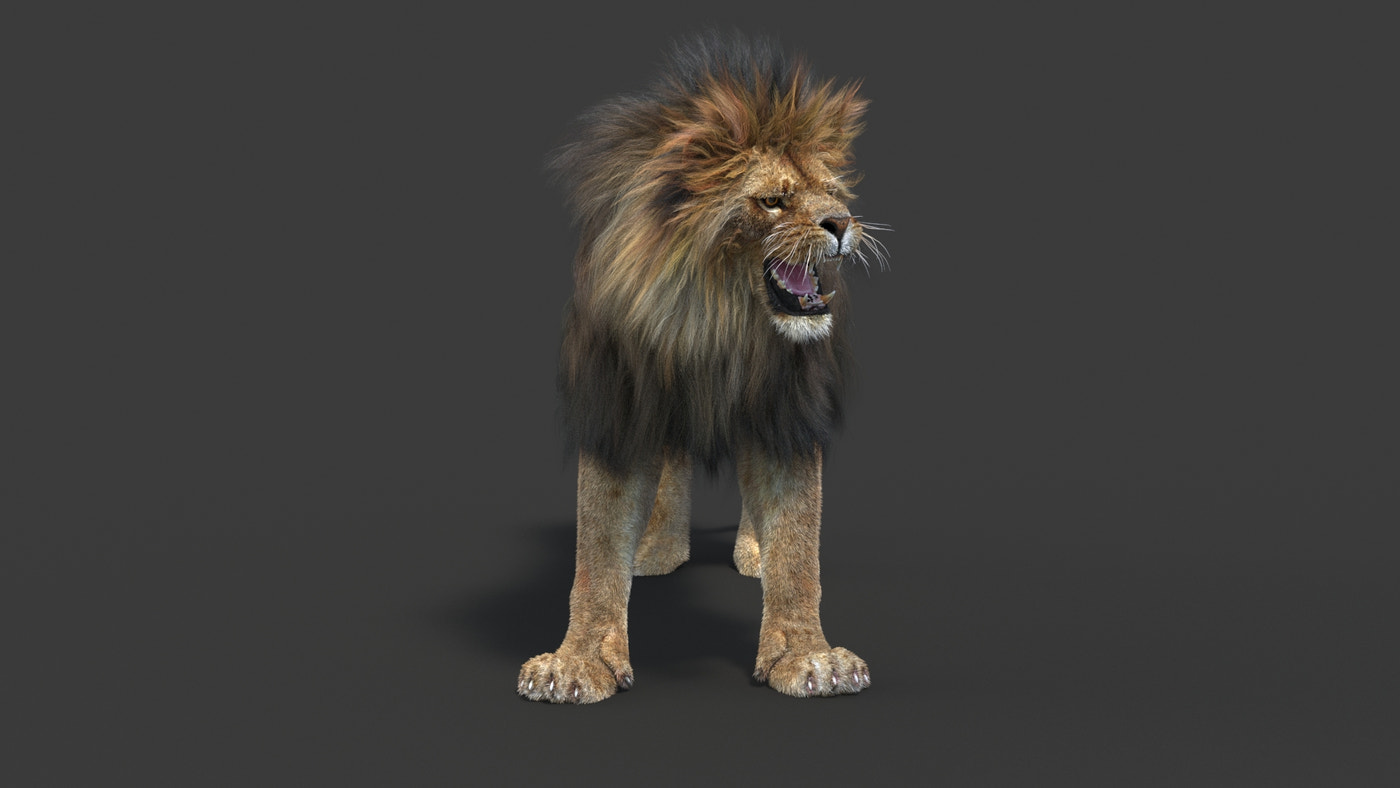 Rigged Lion 3D Model Fur - 360 Degree View