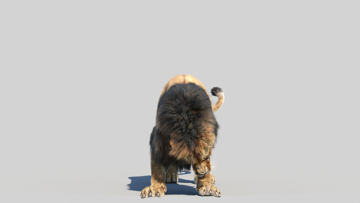 Animated Lion 3D Model - Hair and Fur - 360 Degree View