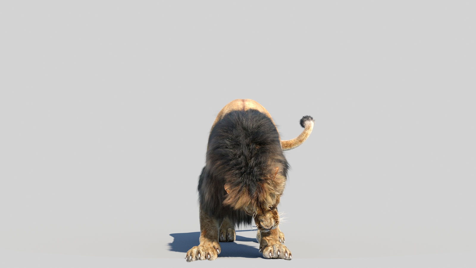 Animated Lion 3D Model Fur 360° view 6 frame 2