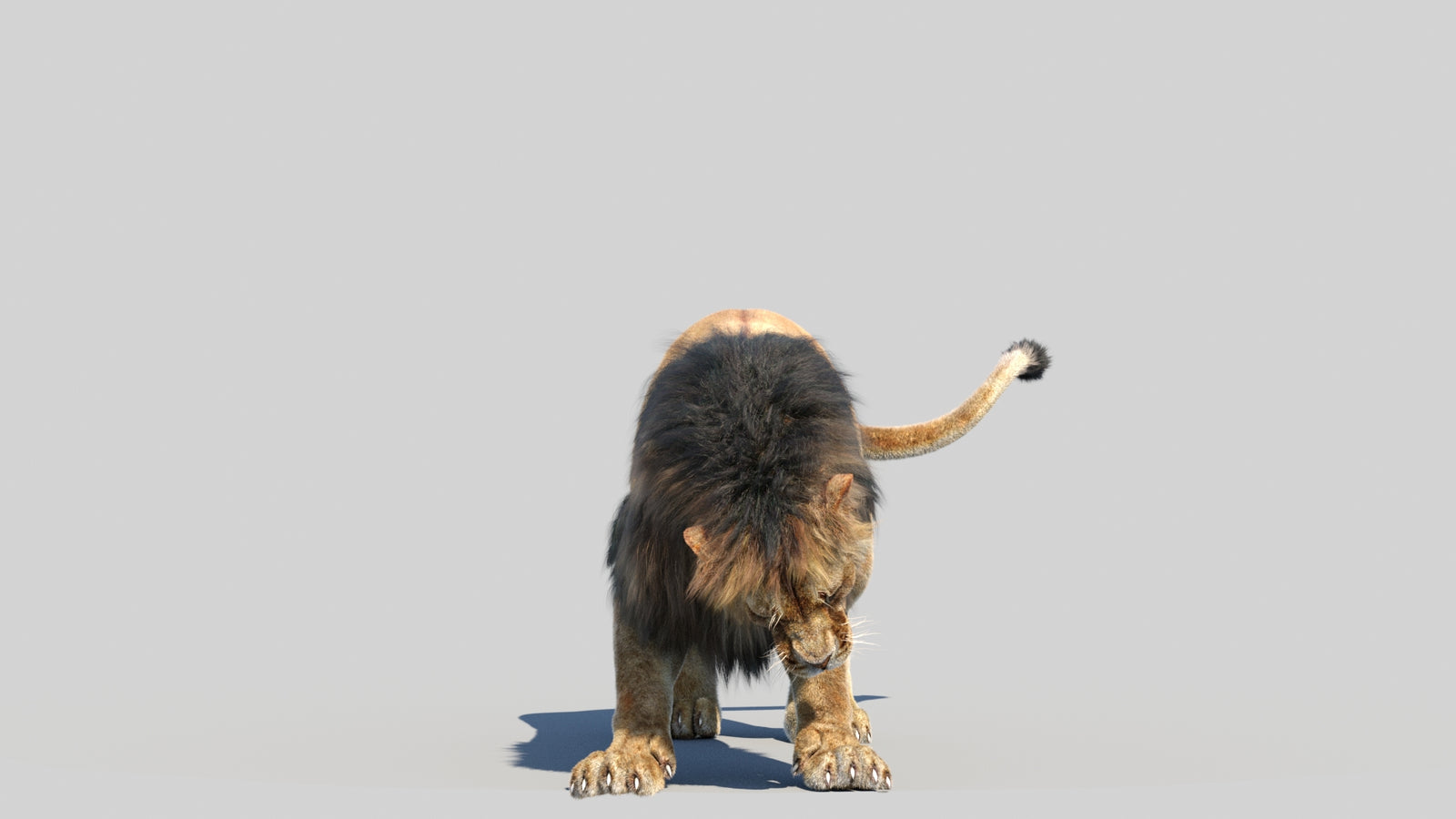 Animated Lion 3D Model Fur 360° view 6 frame 4