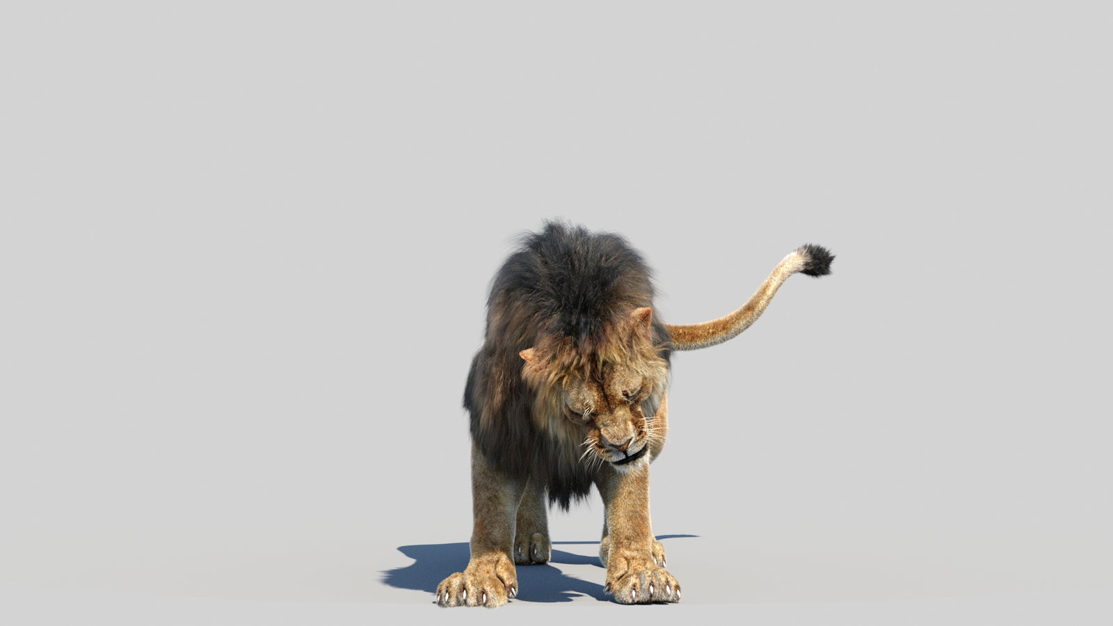 Animated Lion 3D Model Fur 360° view 6 frame 7
