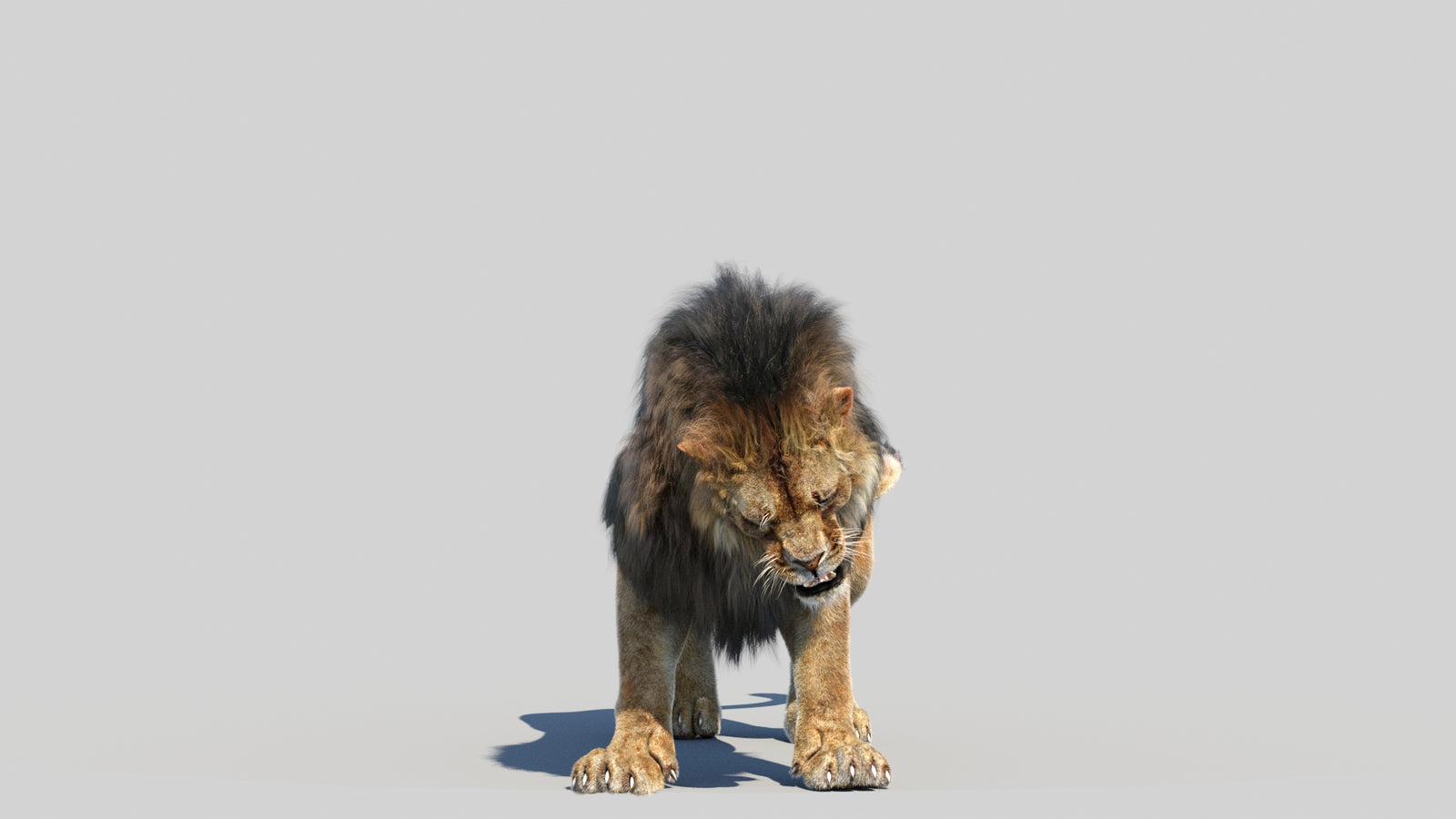 Animated Lion 3D Model Fur 360° view 6 frame 9