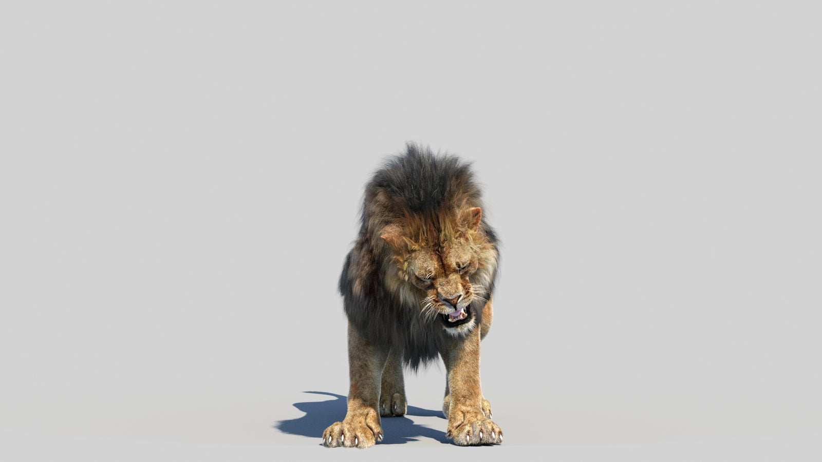 Animated Lion 3D Model Fur 360° view 6 frame 10