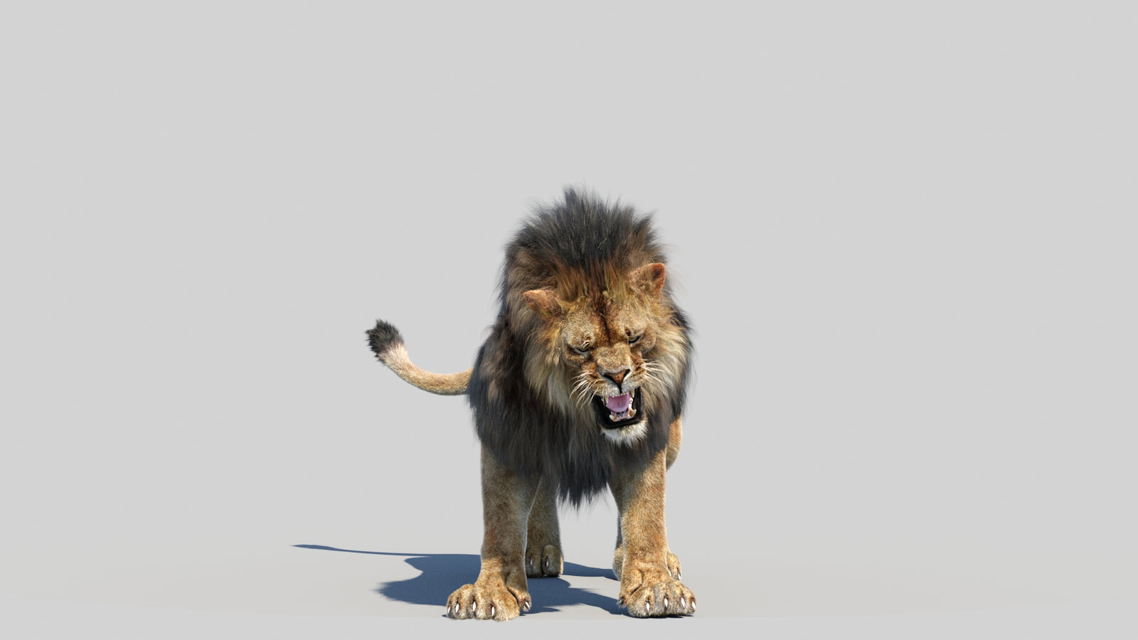 Animated Lion 3D Model Fur 360° view 6 frame 11