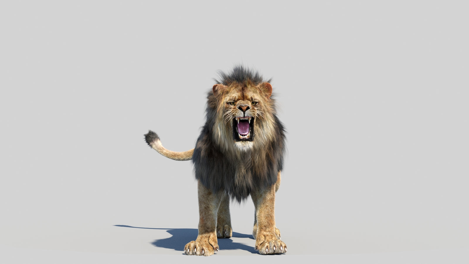 Animated Lion 3D Model Fur 360° view 6 frame 13