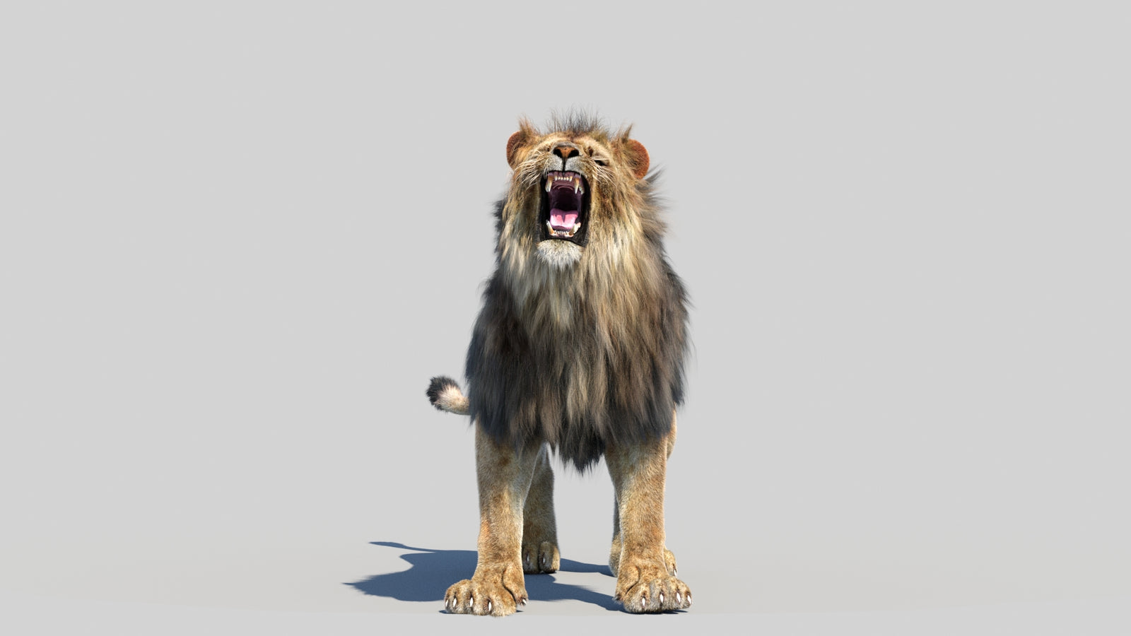 Animated Lion 3D Model Fur 360° view 6 frame 15