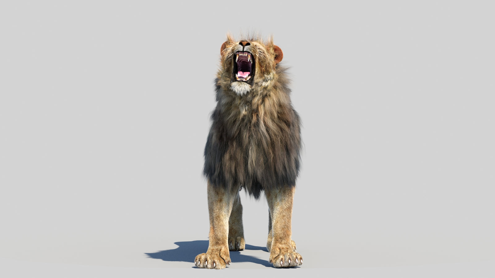 Animated Lion 3D Model Fur 360° view 6 frame 17