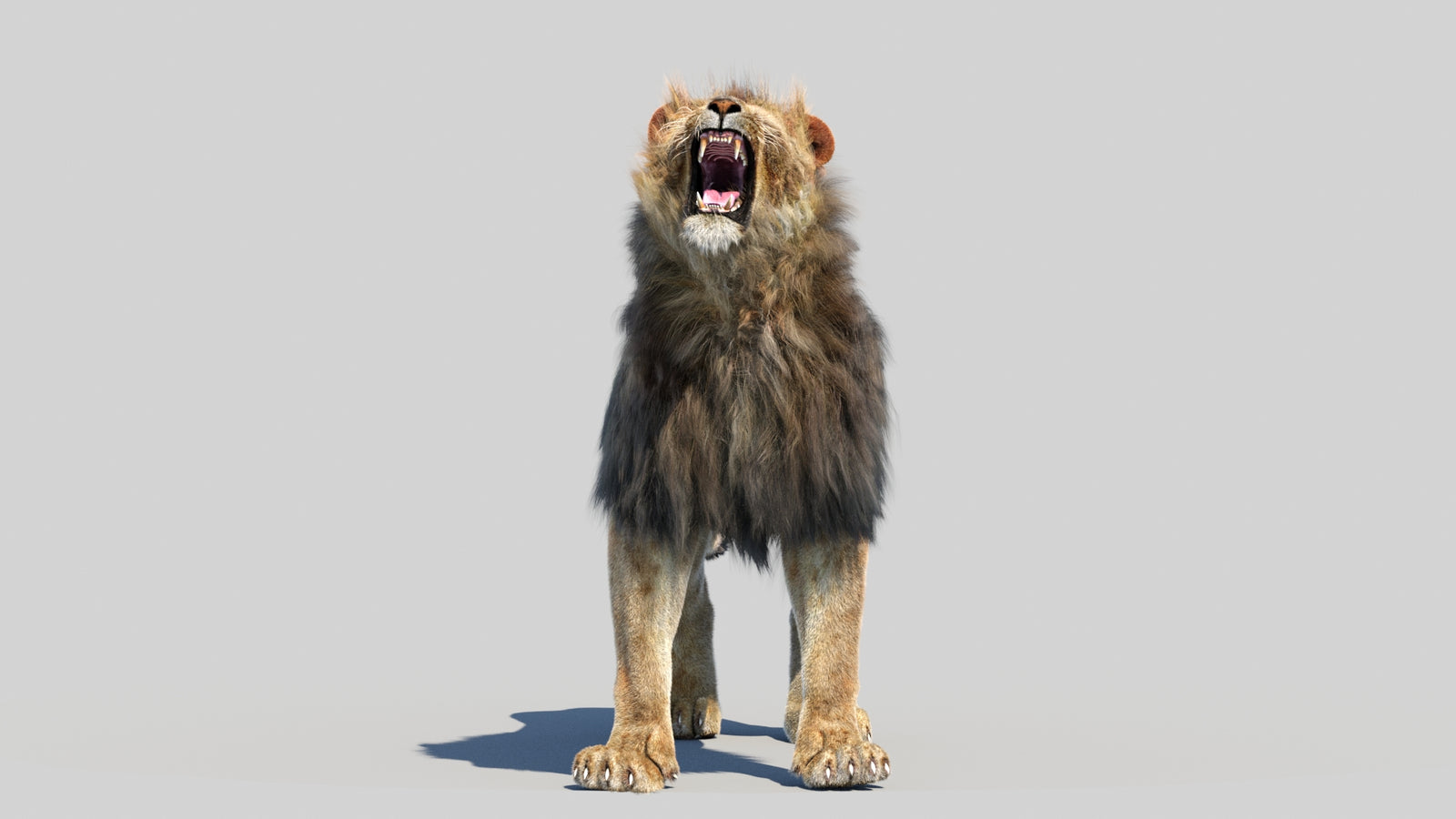Animated Lion 3D Model Fur 360° view 6 frame 19