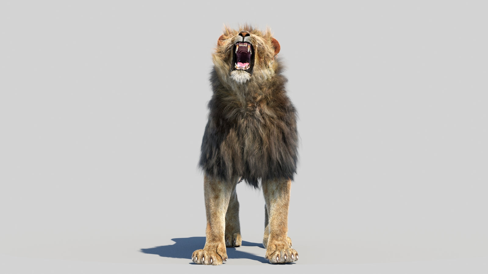 Animated Lion 3D Model Fur 360° view 6 frame 20