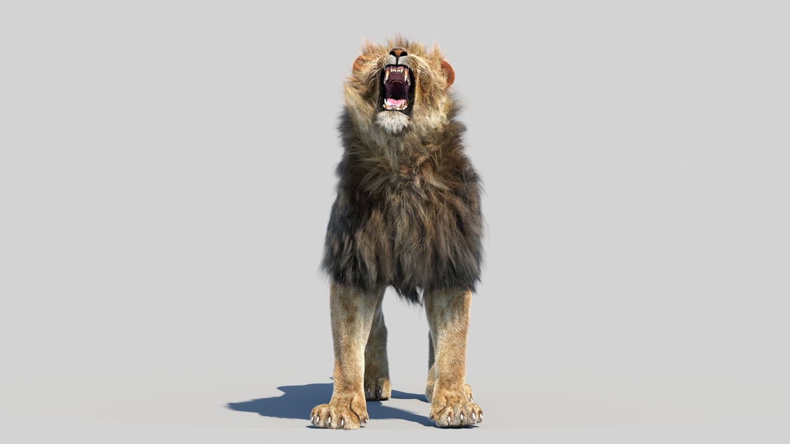 Animated Lion 3D Model Fur 360° view 6 frame 21