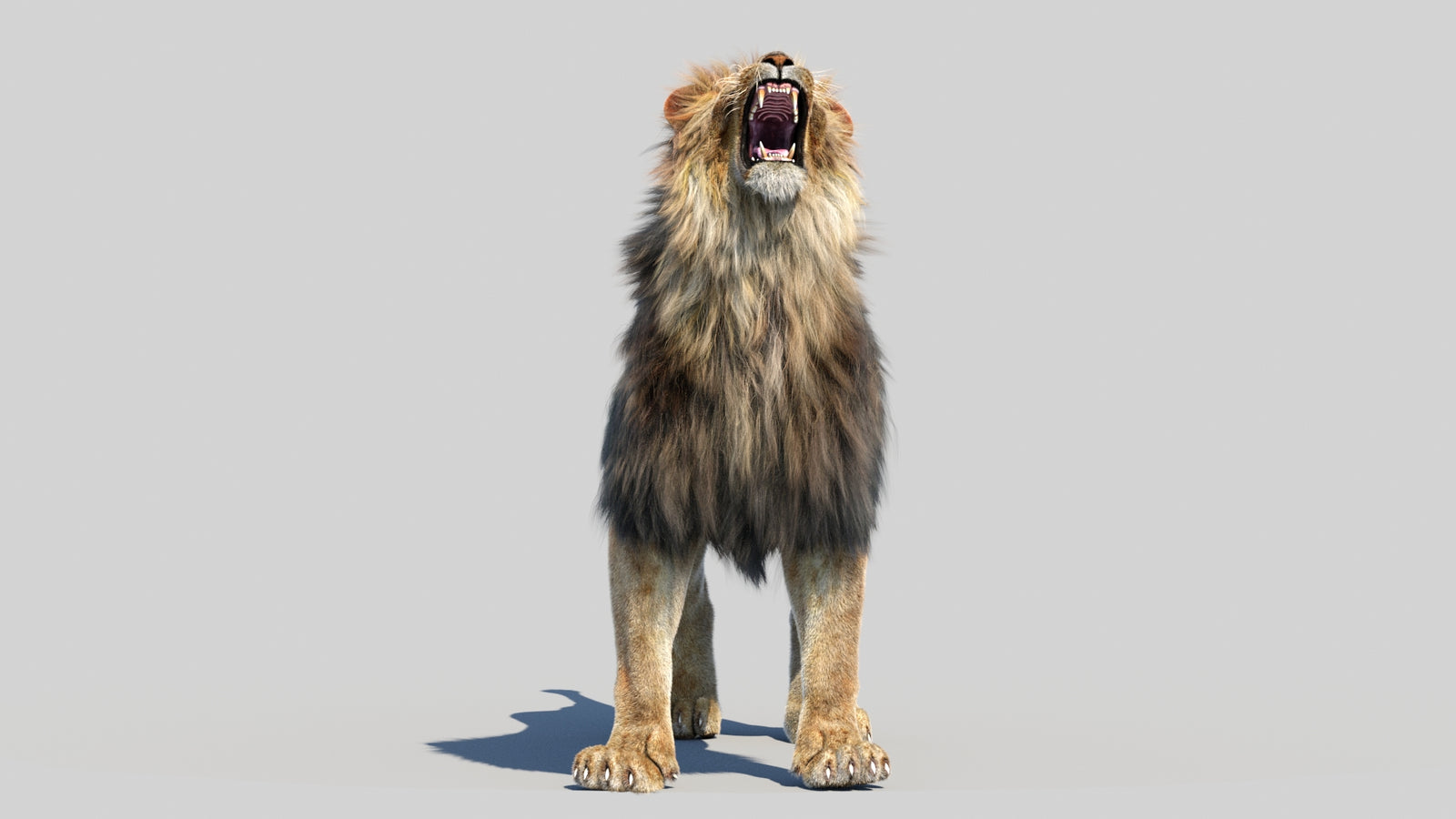 Animated Lion 3D Model Fur 360° view 6 frame 28
