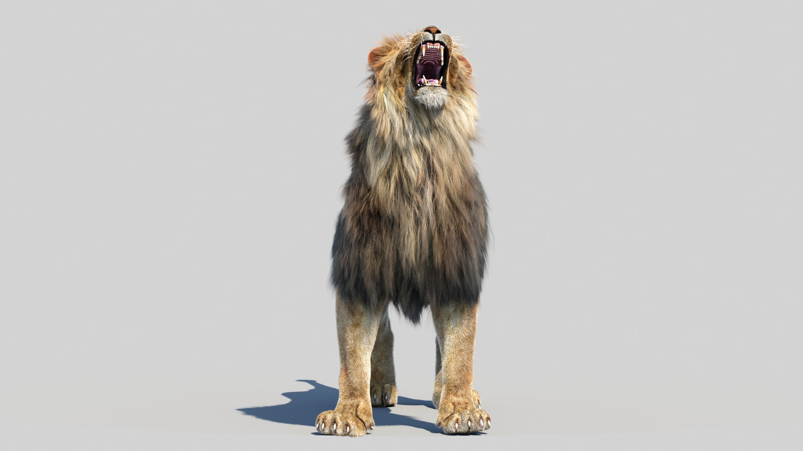 Animated Lion 3D Model Fur 360° view 6 frame 30