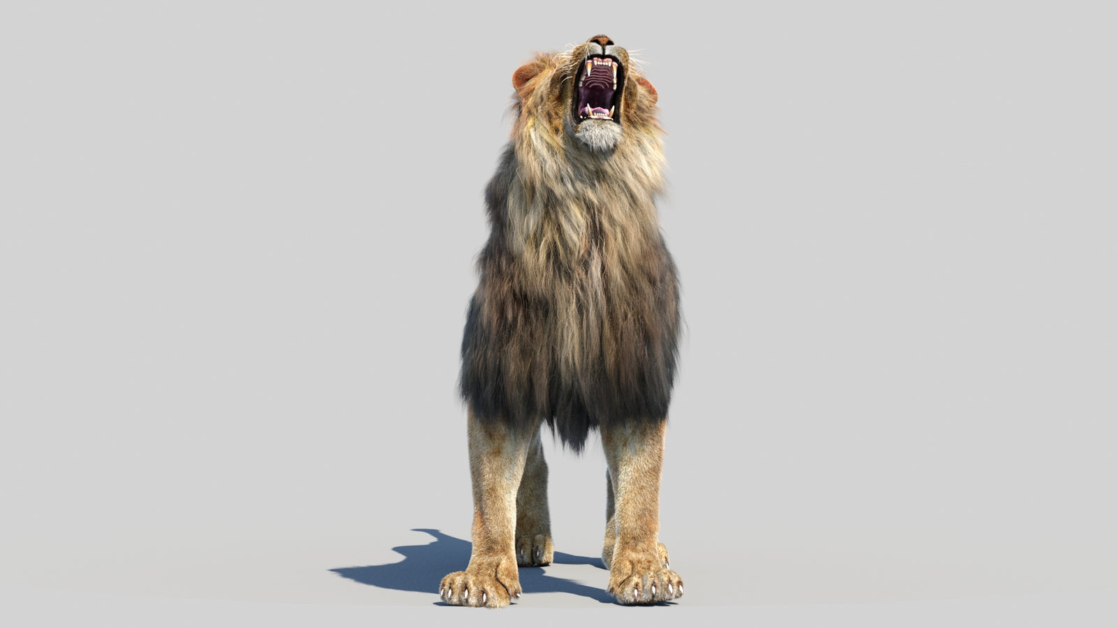 Animated Lion 3D Model Fur 360° view 6 frame 34