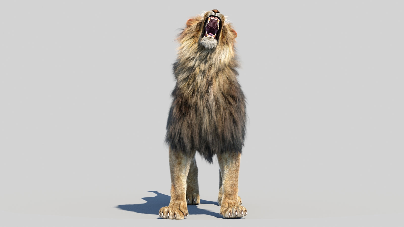 Animated Lion 3D Model Fur 360° view 6 frame 44