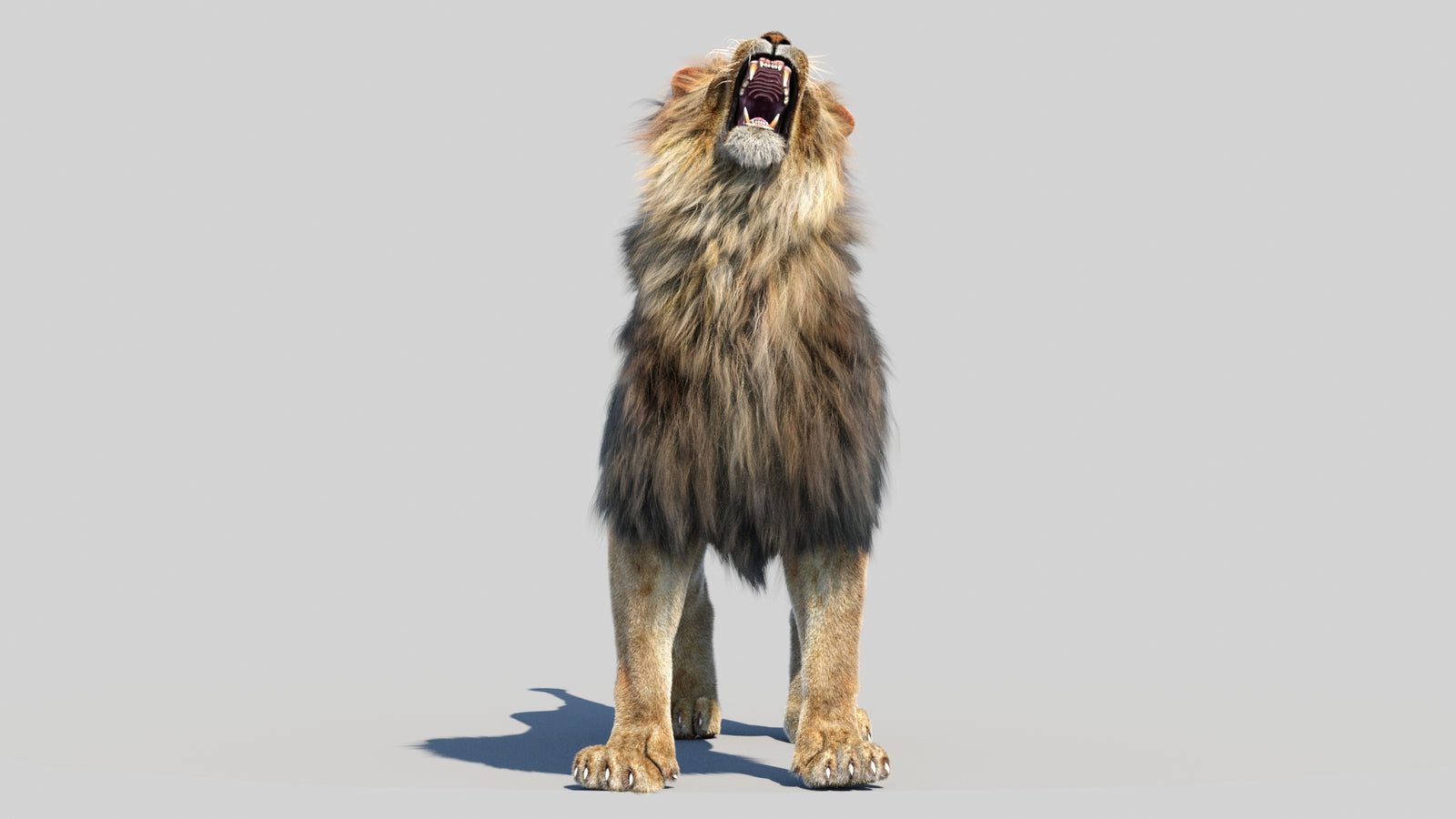 Animated Lion 3D Model Fur 360° view 6 frame 46