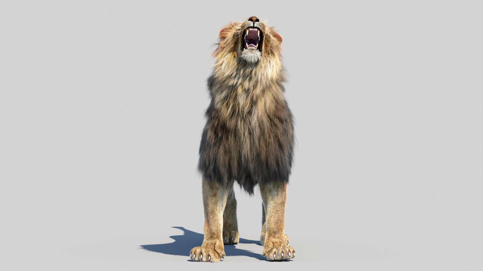 Animated Lion 3D Model Fur 360° view 6 frame 66