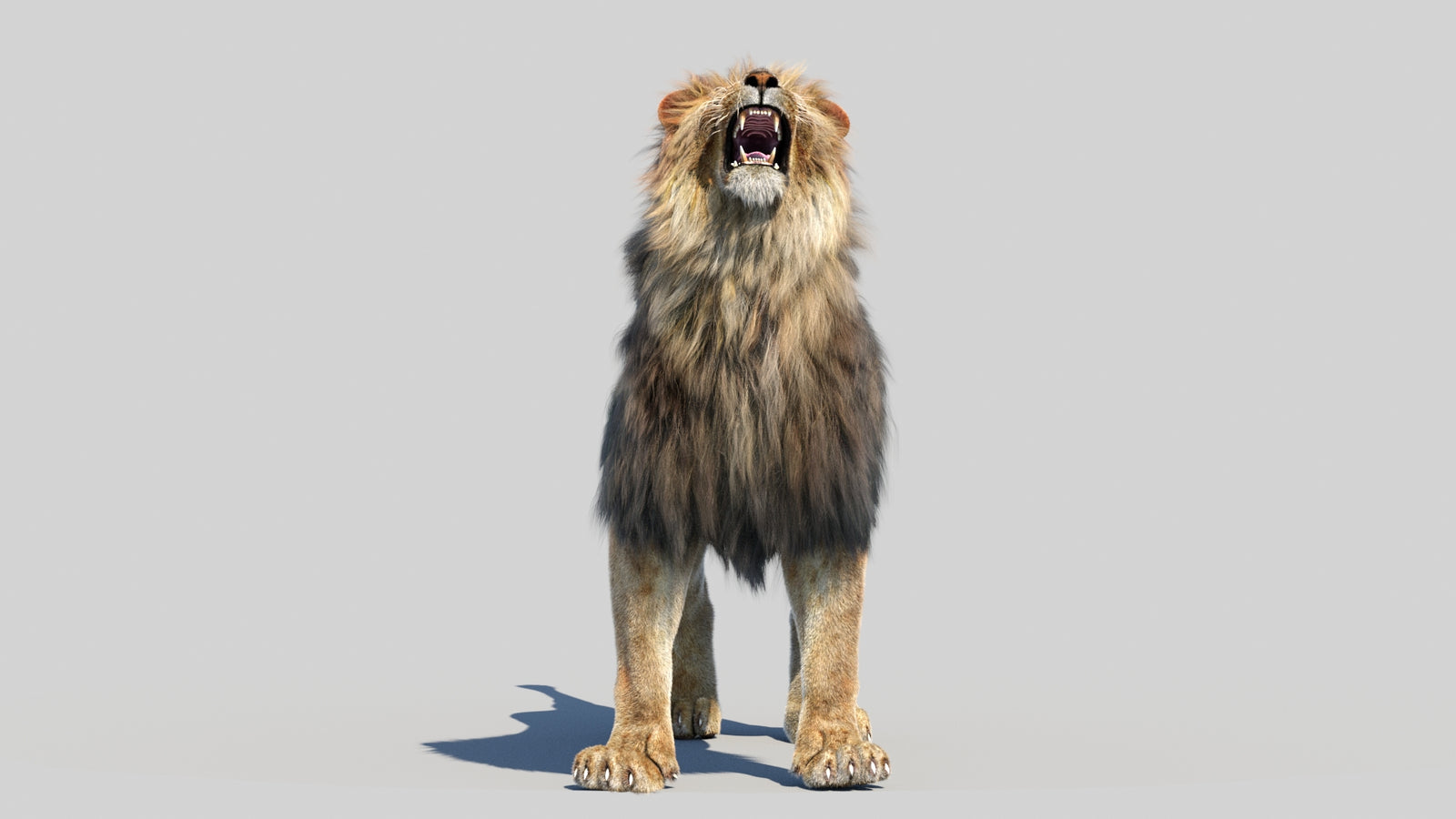 Animated Lion 3D Model Fur 360° view 6 frame 70