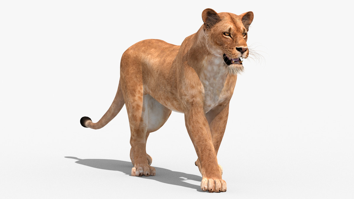 Animated Lioness 3D Model - 360 Degree View
