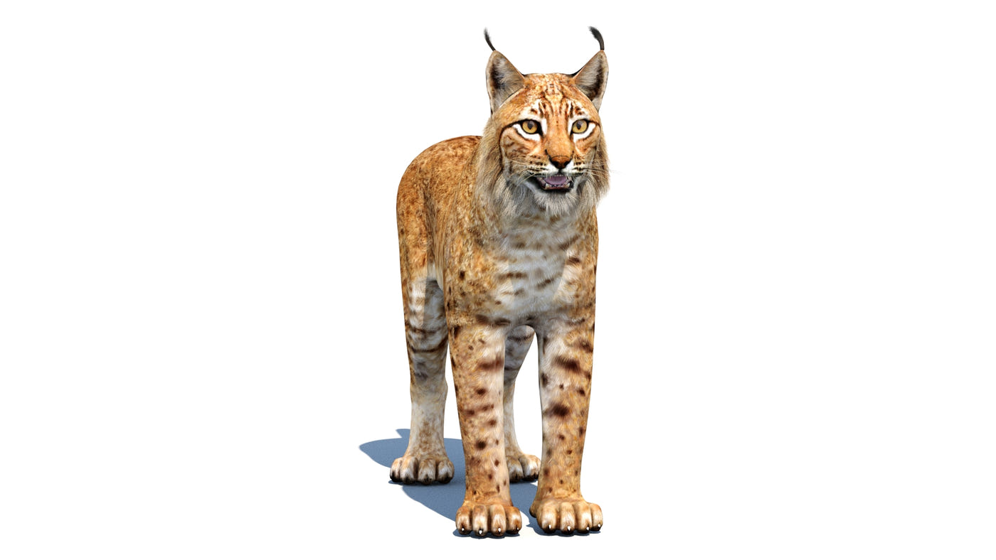 Low-Poly Eurasian Lynx 3D Model - Game-Ready - 360 Degree View