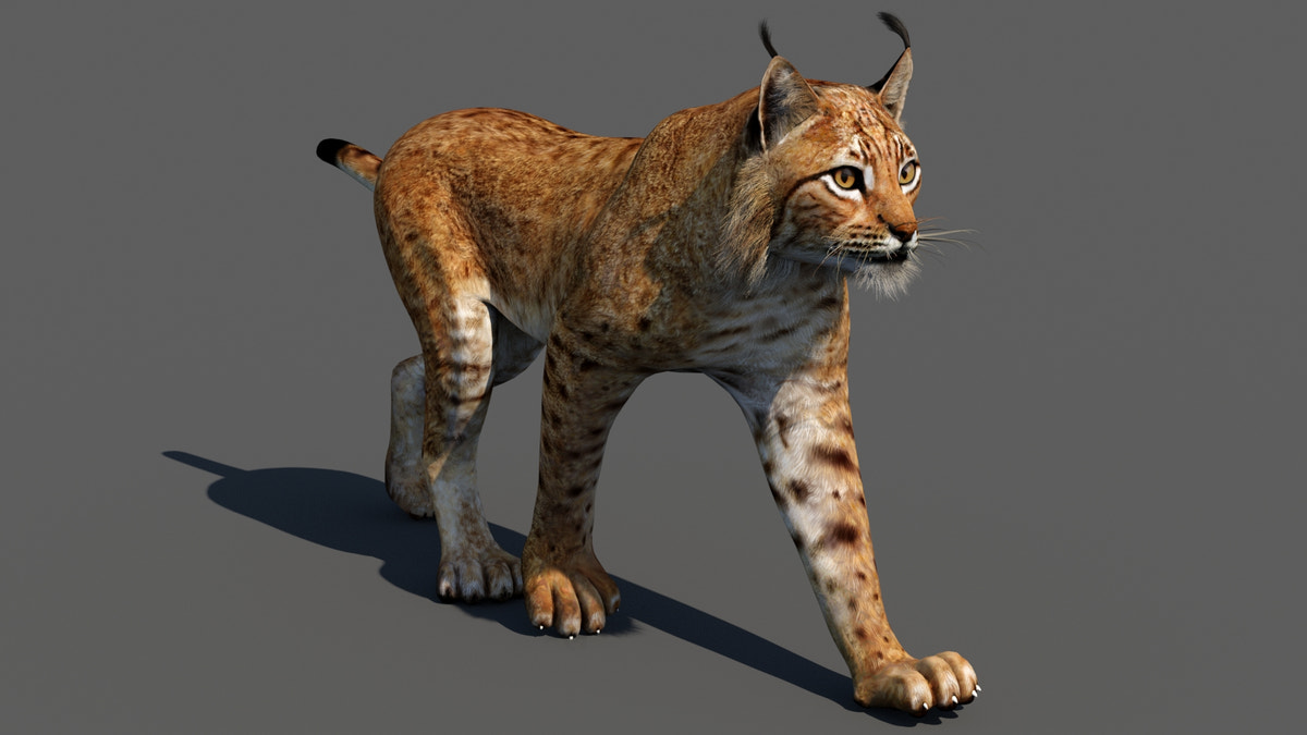 Tufted‑Ear Wildcats 3D Bundle — Caracal & Lynx (Rigged, Animated) - 360 Degree View