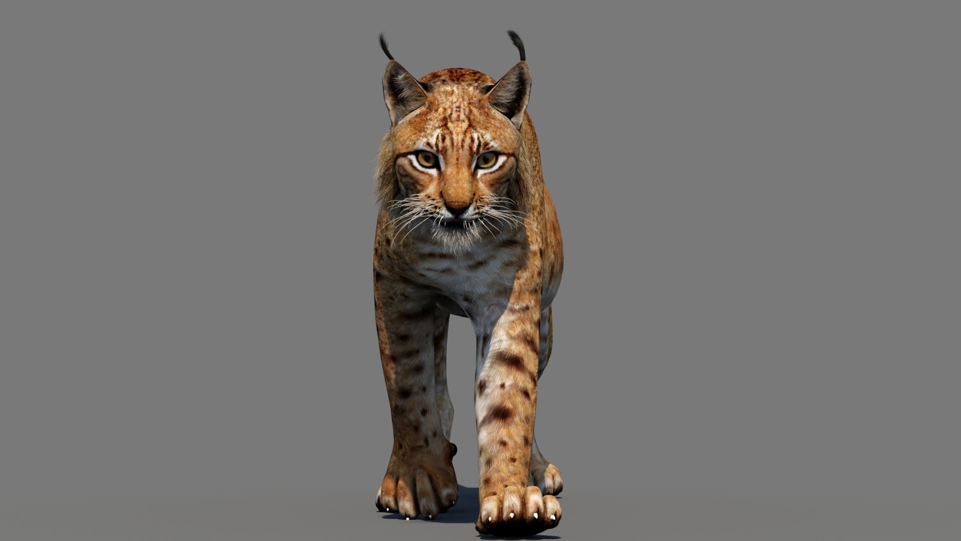 Tufted‑Ear Wildcats 3D Bundle — Caracal & Lynx (Rigged, Animated) - 360 Degree View