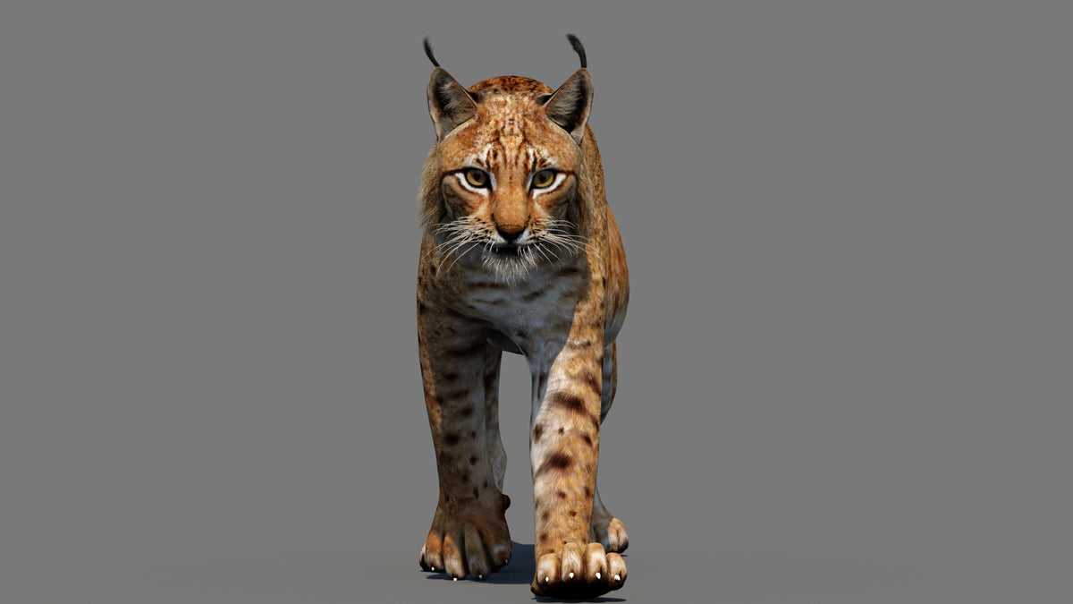 Animated Lynx 3D Model - Game-Ready - 360 Degree View