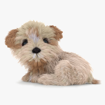 Rigged Maltipoo Dog Puppy Polygonal Fur 3D Model