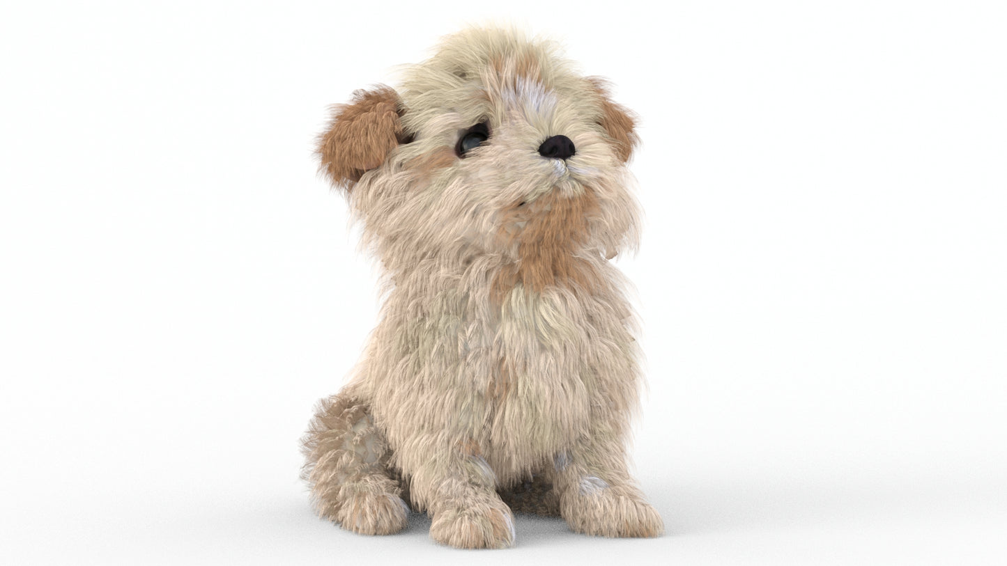 Rigged Maltipoo Dog Puppy Polygonal Fur 3D Model