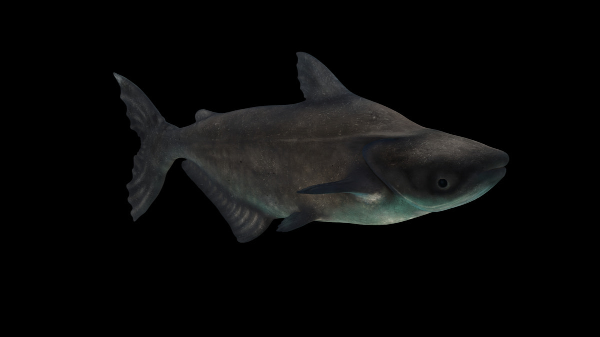 Animated Mekong Giant Catfish 3D Model - 360 Degree View