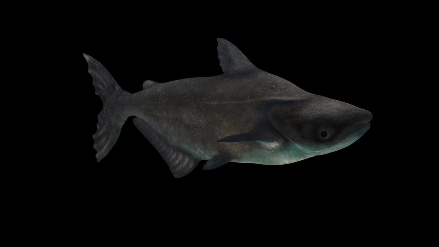 Animated Mekong Giant Catfish 3D Model - 360 Degree View