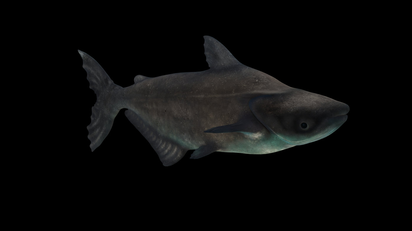 Animated Mekong Giant Catfish 3D Model - 360 Degree View