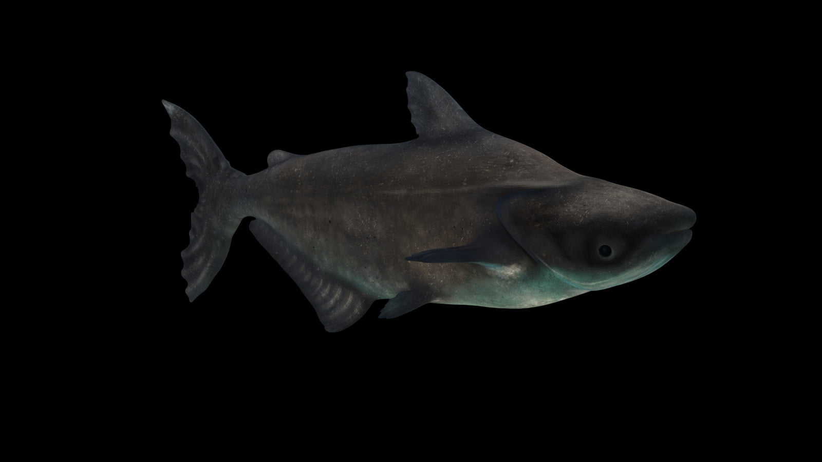 Animated Mekong Giant Catfish 3D Model 360° view 3 frame 4
