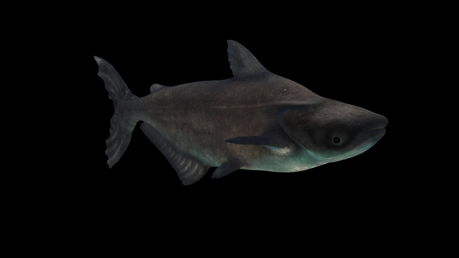 Animated Mekong Giant Catfish 3D Model 360° view 3 frame 8