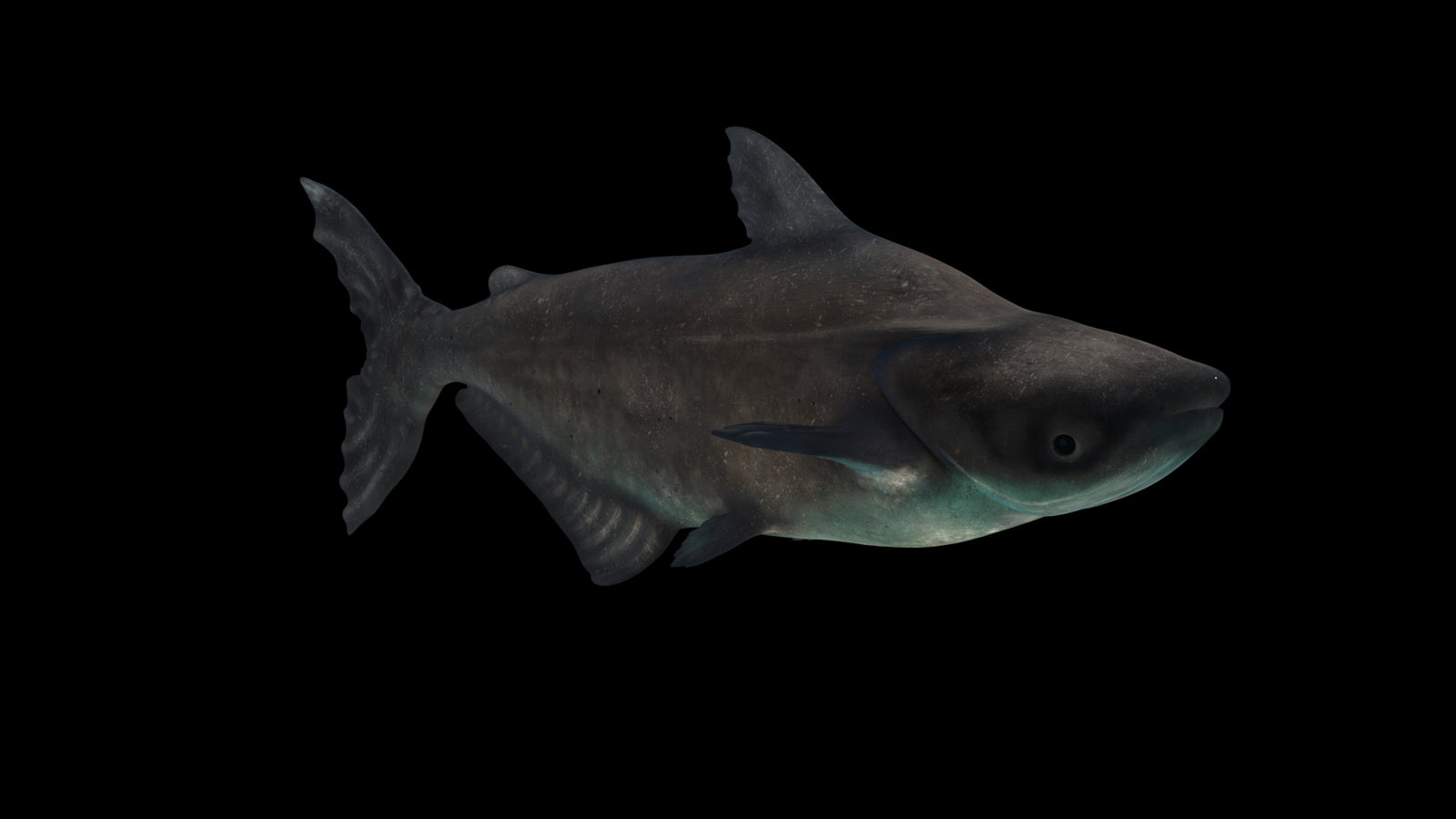 Animated Mekong Giant Catfish 3D Model 360° view 3 frame 15