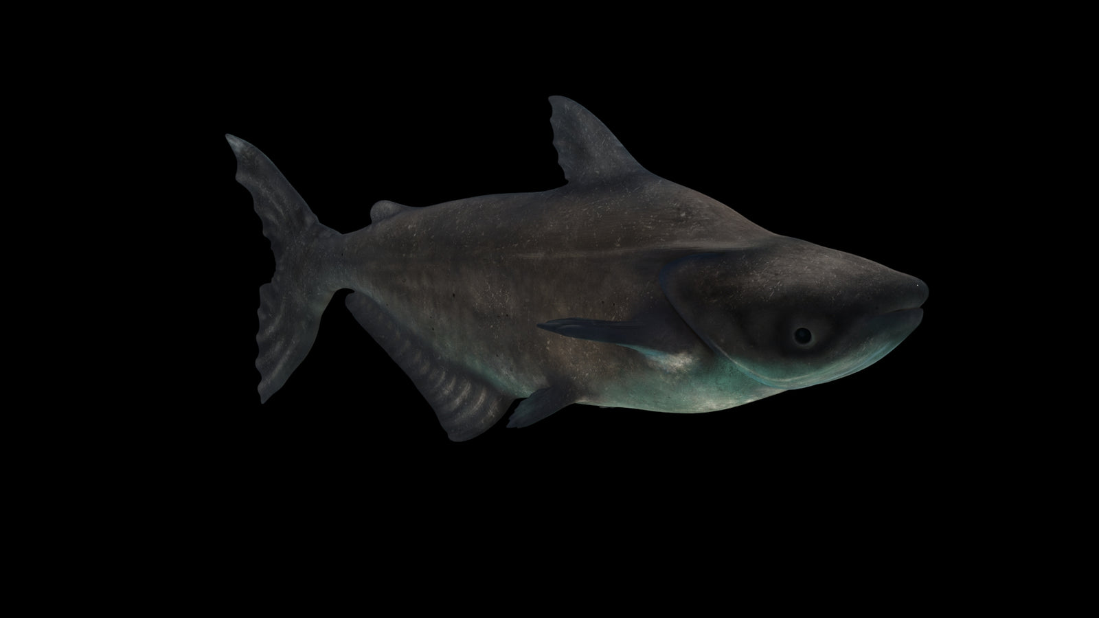 Animated Mekong Giant Catfish 3D Model 360° view 3 frame 16