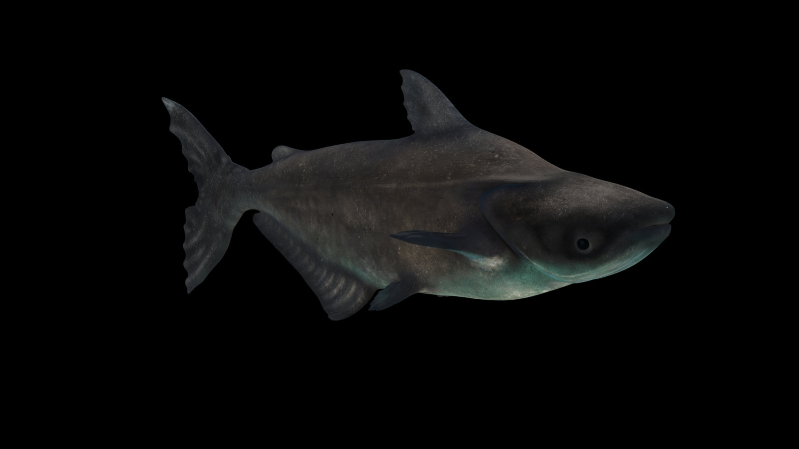 Animated Mekong Giant Catfish 3D Model 360° view 3 frame 18