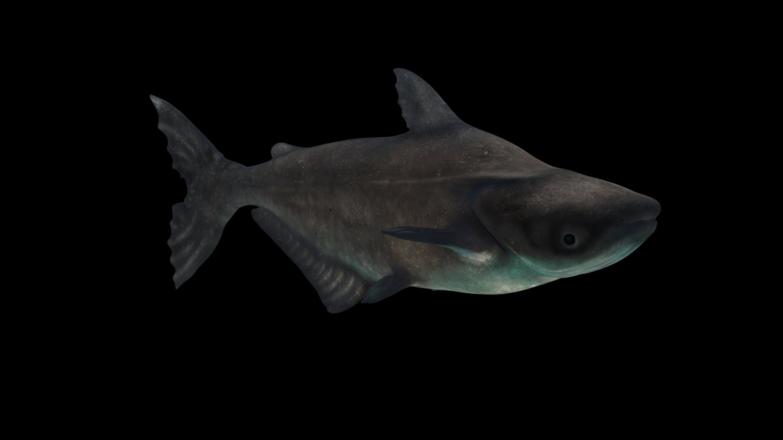 Animated Mekong Giant Catfish 3D Model 360° view 3 frame 23