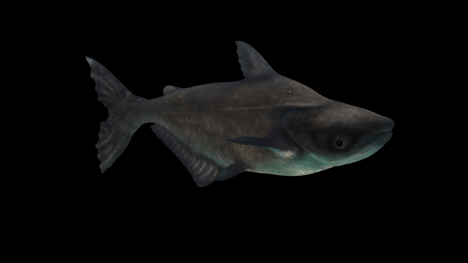 Animated Mekong Giant Catfish 3D Model 360° view 3 frame 26