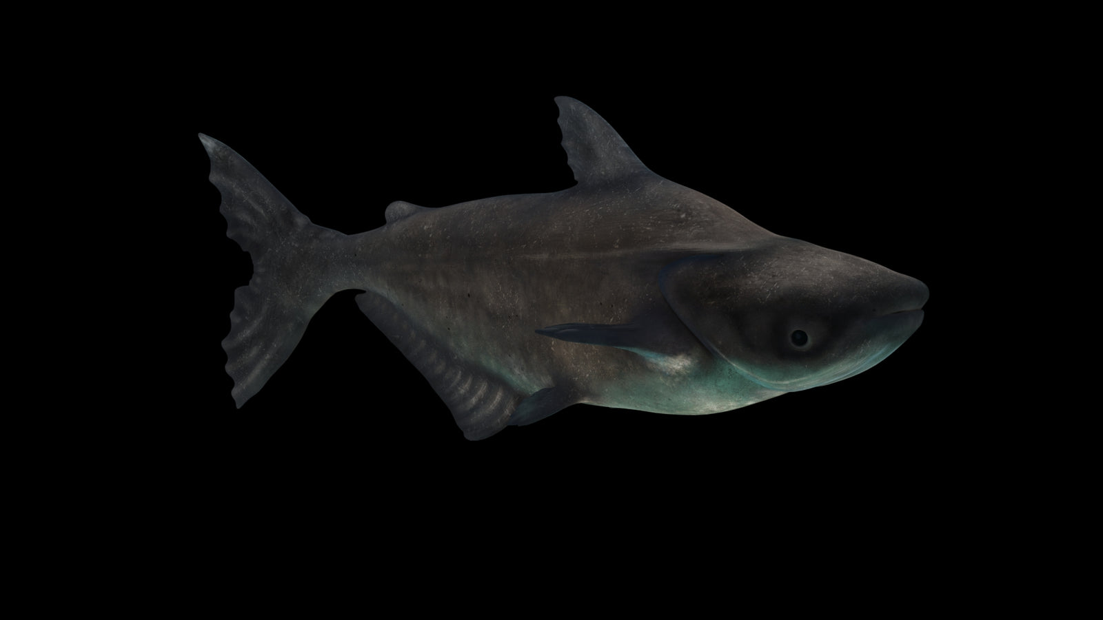 Animated Mekong Giant Catfish 3D Model 360° view 3 frame 27
