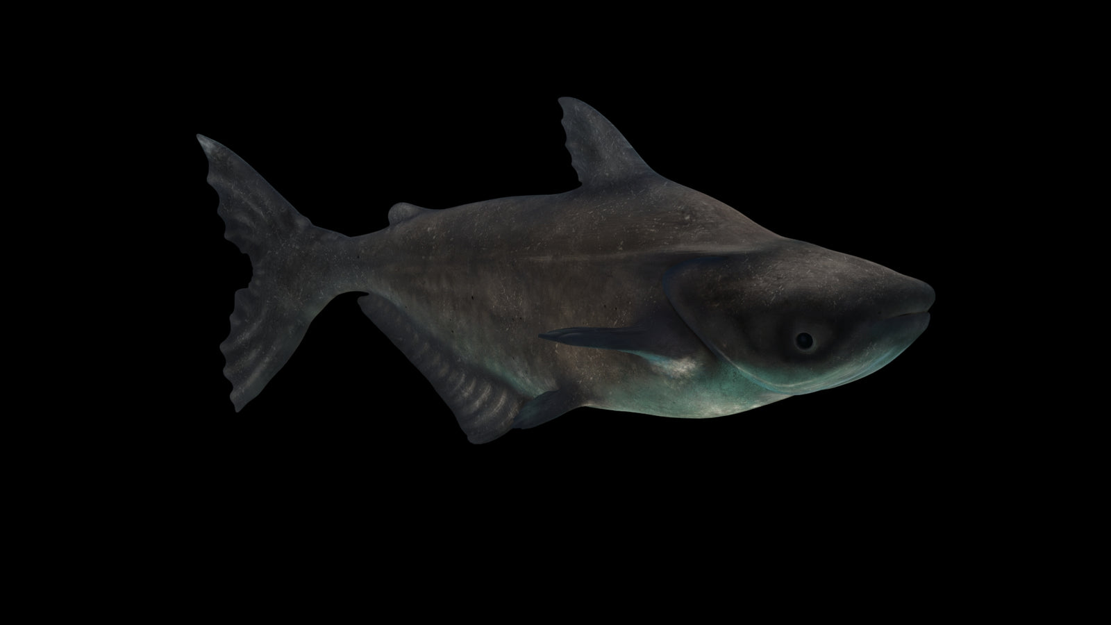 Animated Mekong Giant Catfish 3D Model 360° view 3 frame 28