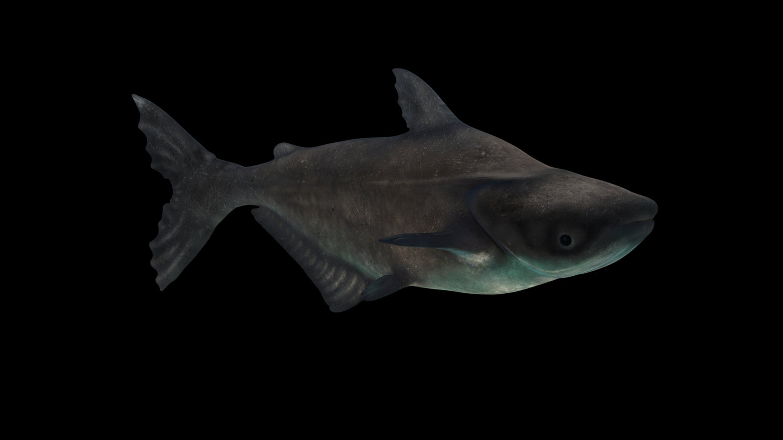 Animated Mekong Giant Catfish 3D Model 360° view 3 frame 31