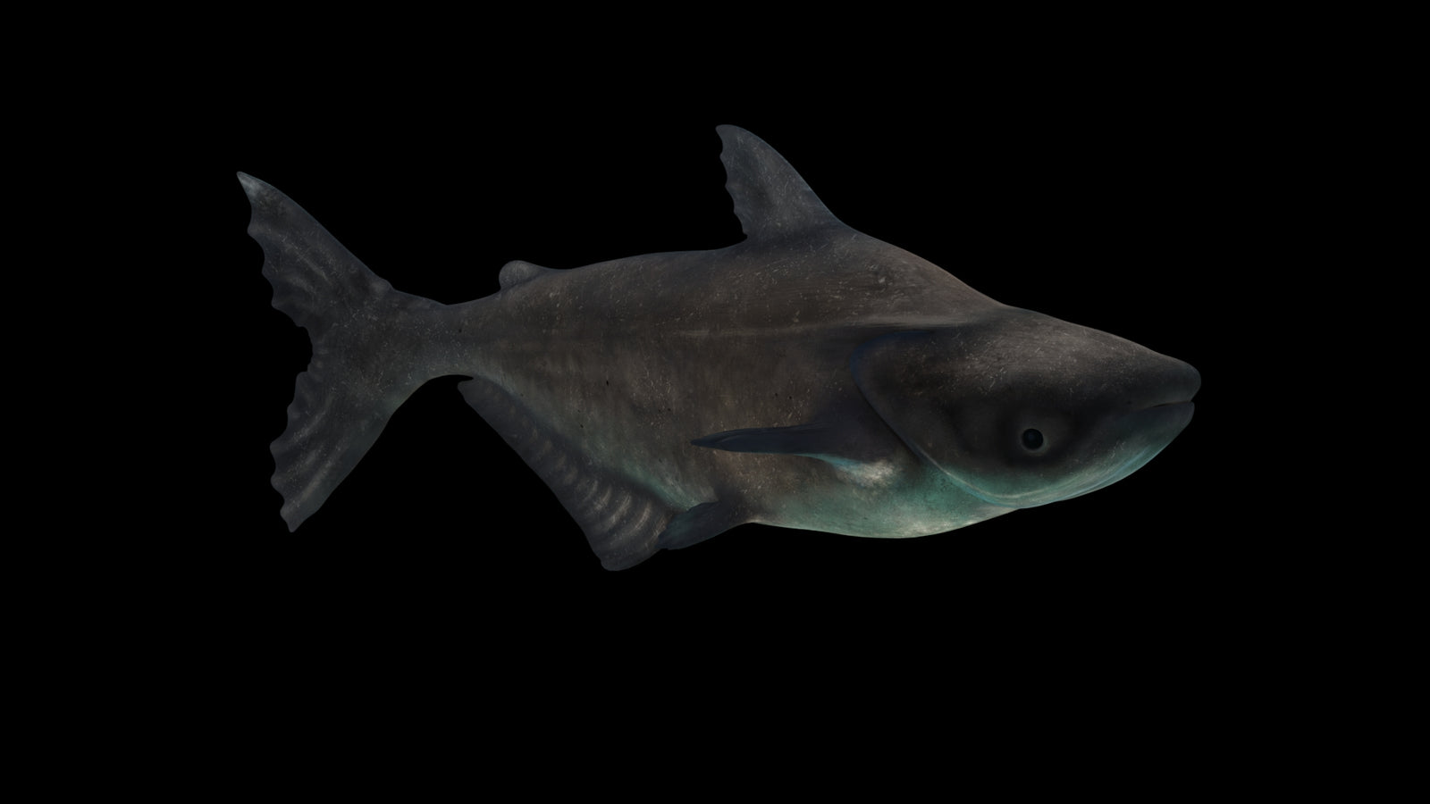 Animated Mekong Giant Catfish 3D Model 360° view 3 frame 32