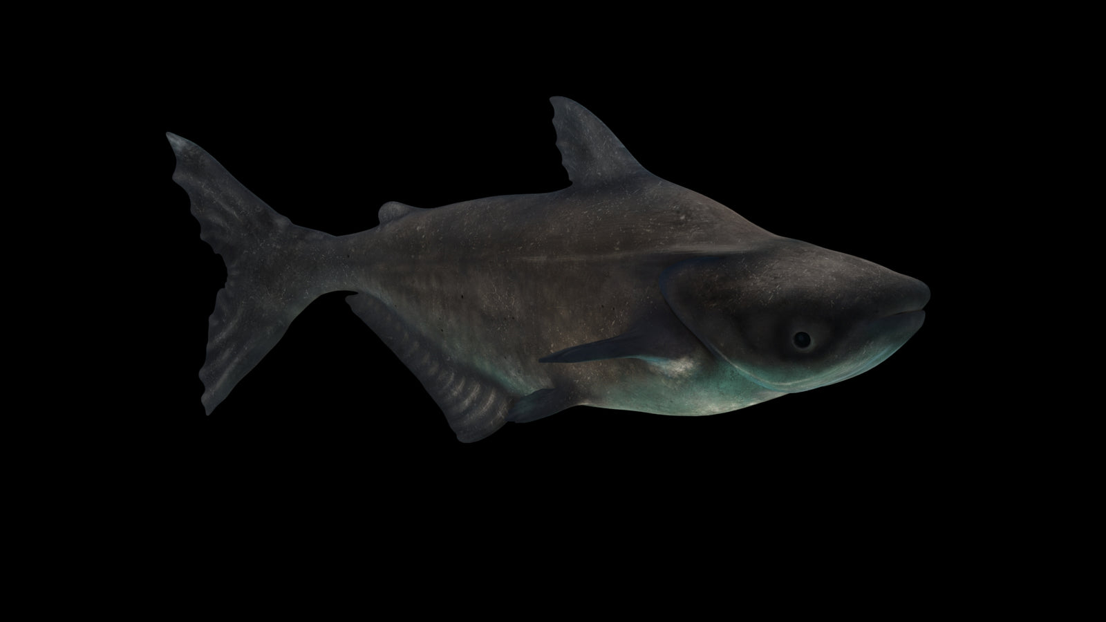 Animated Mekong Giant Catfish 3D Model 360° view 3 frame 41