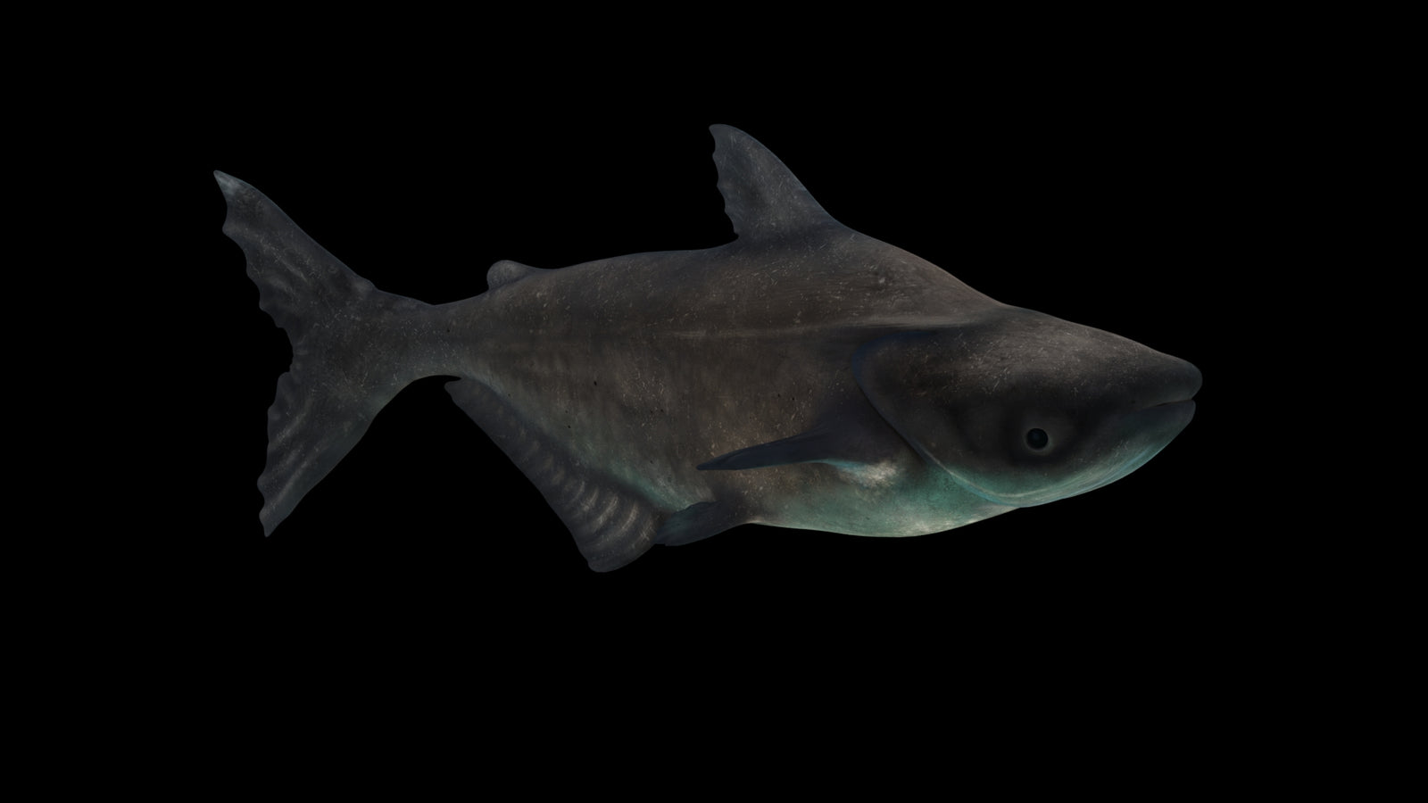 Animated Mekong Giant Catfish 3D Model 360° view 3 frame 42
