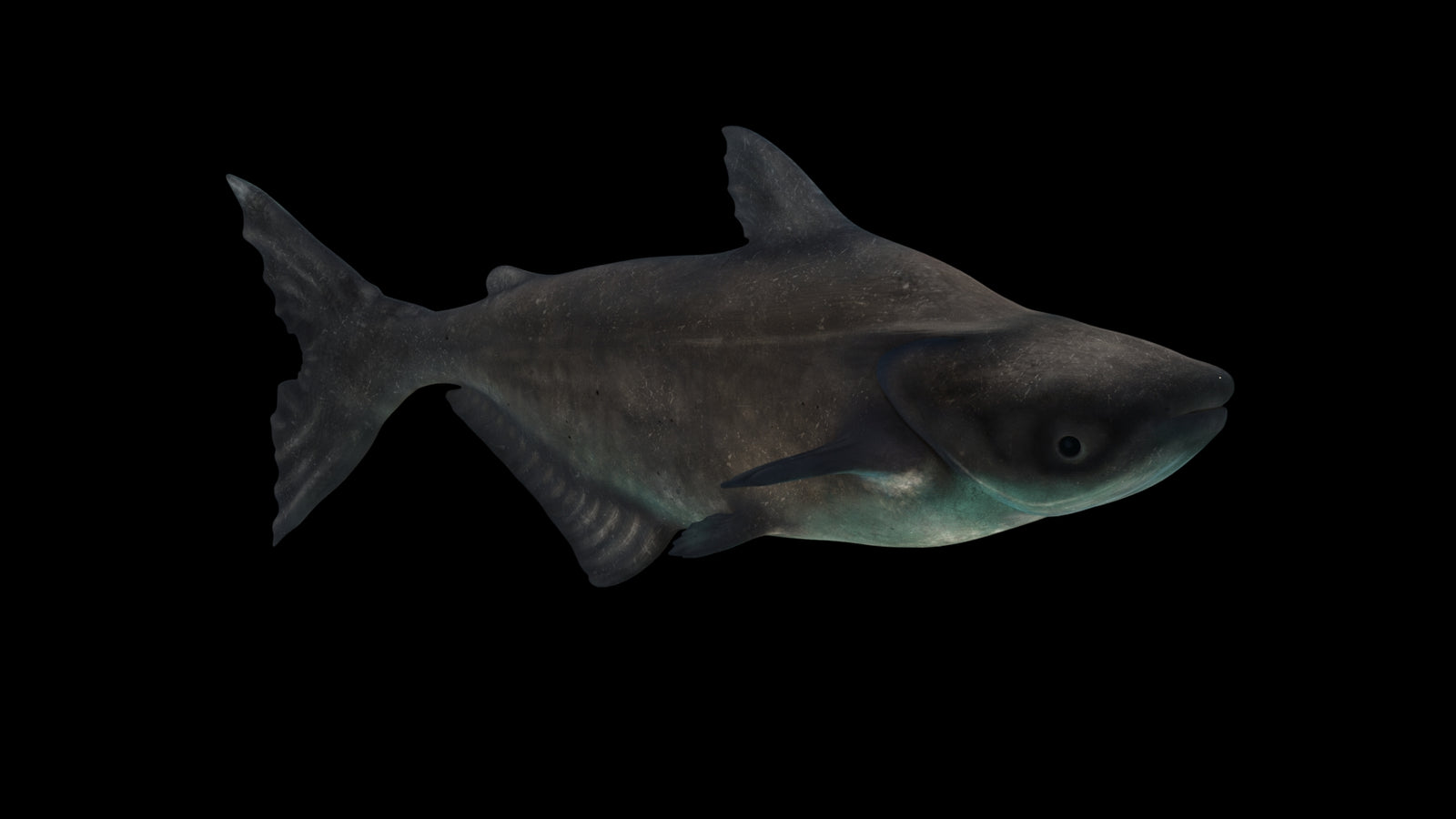 Animated Mekong Giant Catfish 3D Model 360° view 3 frame 49
