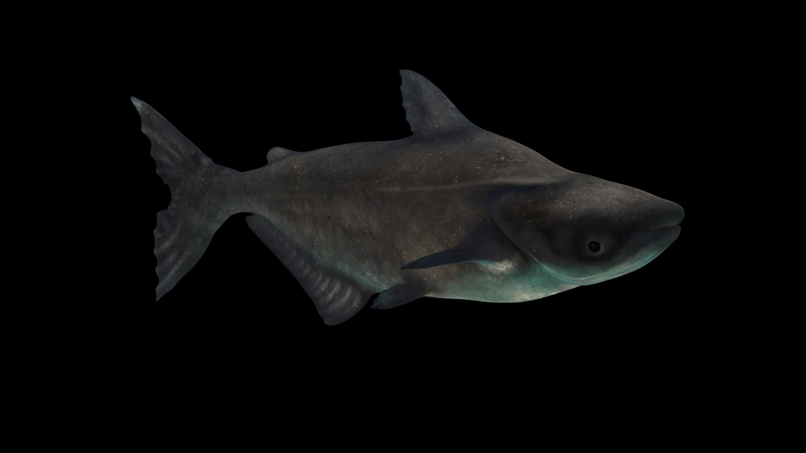 Animated Mekong Giant Catfish 3D Model 360° view 3 frame 52