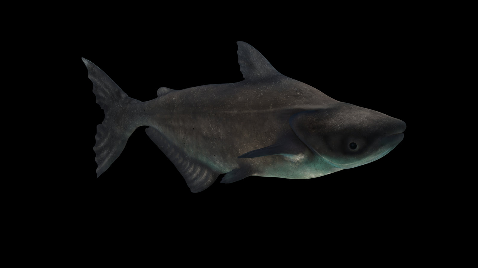 Animated Mekong Giant Catfish 3D Model 360° view 3 frame 55