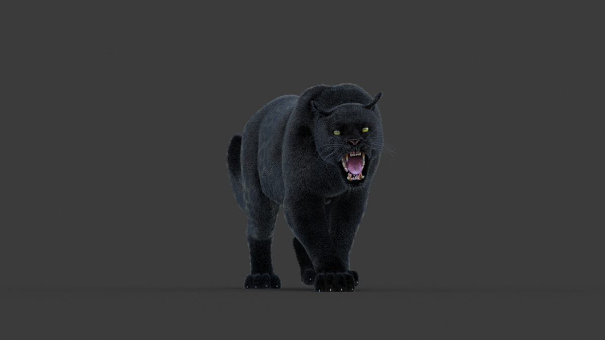 Animated Black Panther Animal 3D Model with Fur - 360 Degree View