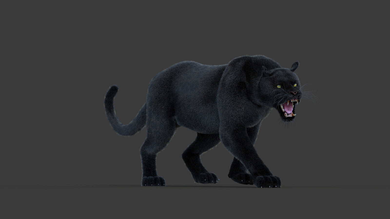 Animated Black Panther Animal 3D Model with Fur 360° view 1 frame 3